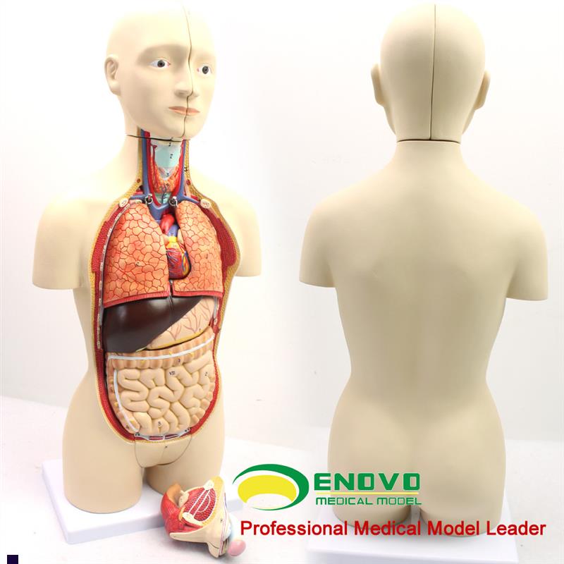 ENOVO颐诺版中型医学人体器官解剖模型L青少年男女双性版内脏器官
