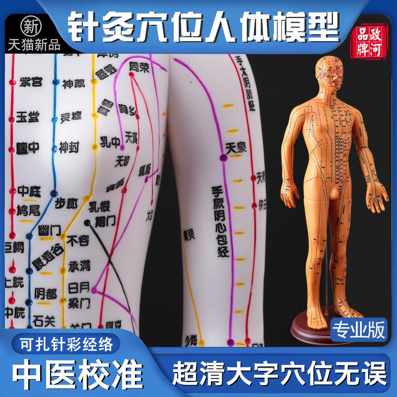 政河中医人体穴j位模型人十二经络图针灸人体模型可扎针小皮铜人