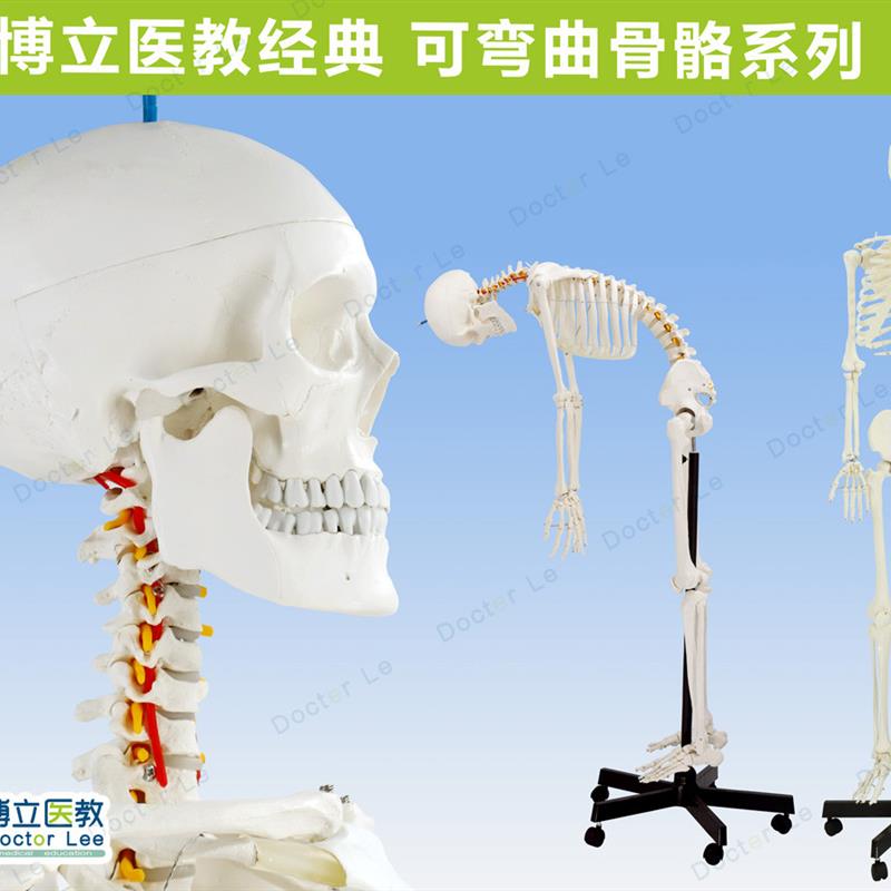 专业170cfm人体骨骼 骨型可活动教学模型骨架模型 可拆卸正骨 瑜
