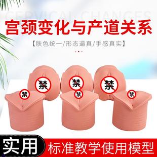 教学模型女性分k娩生产宫口模型产前宫颈变化与产道关系模型