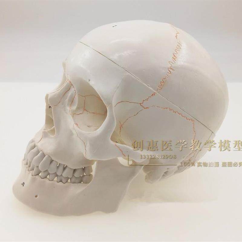 一比一医学仿真骷髅 人头骨w模型 头颅骨解剖标本 数字编码标识
