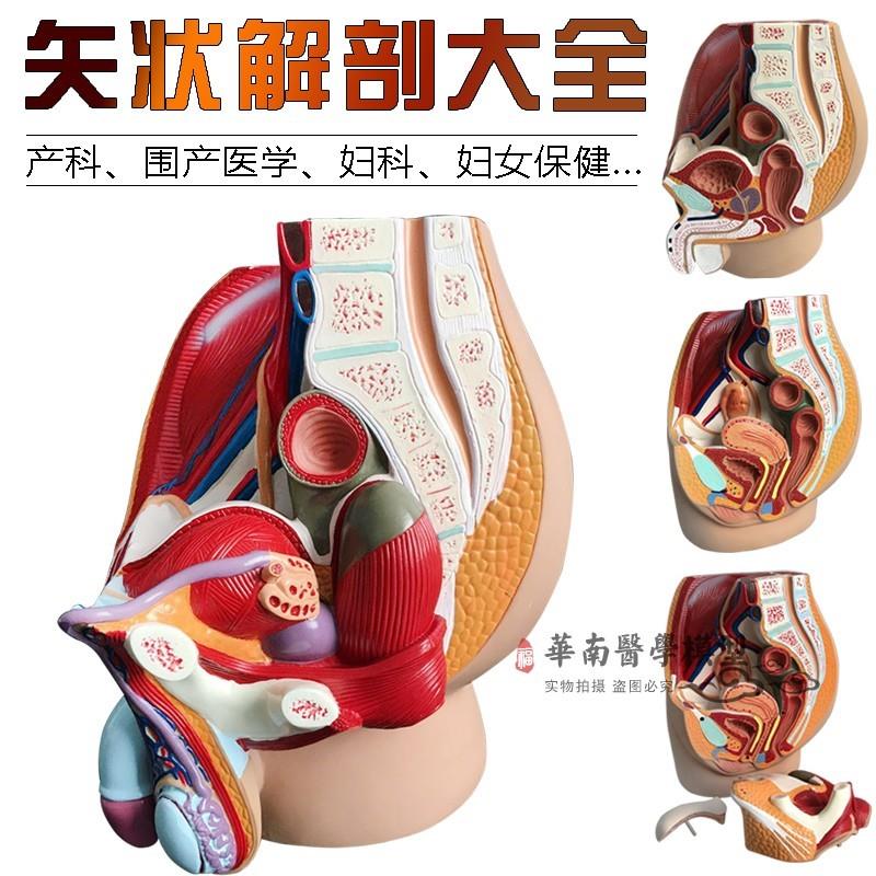 男女性盆腔矢e状解剖模型女性生殖器官模型男女性生殖系统子宫模