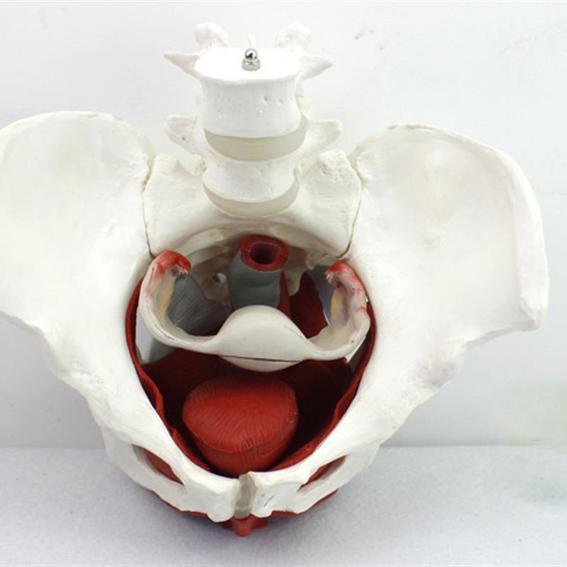 ENOVO颐诺h 女性骨盆盆底肌群模型 生殖器官韧带女盆腔附件结构膀