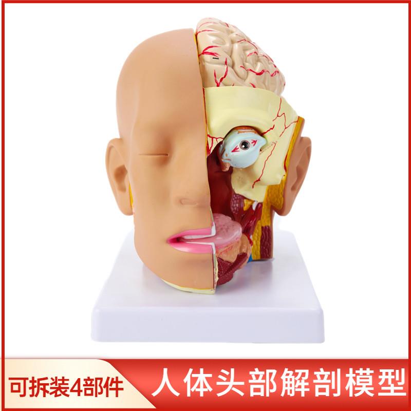 人体头部解剖模型 头解剖附脑模型D4部件 人体头部附大脑动脉模型
