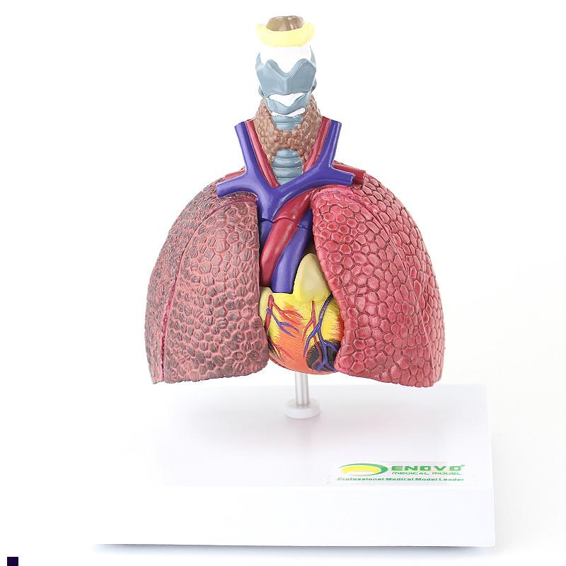ENOVO颐诺人体心肺疾病演示模型正常肺吸烟肺支气管.炎心脏病理