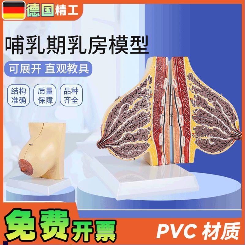 德国】哺乳期乳h房模型医学教学解剖乳房模型人体女性胸部结模具