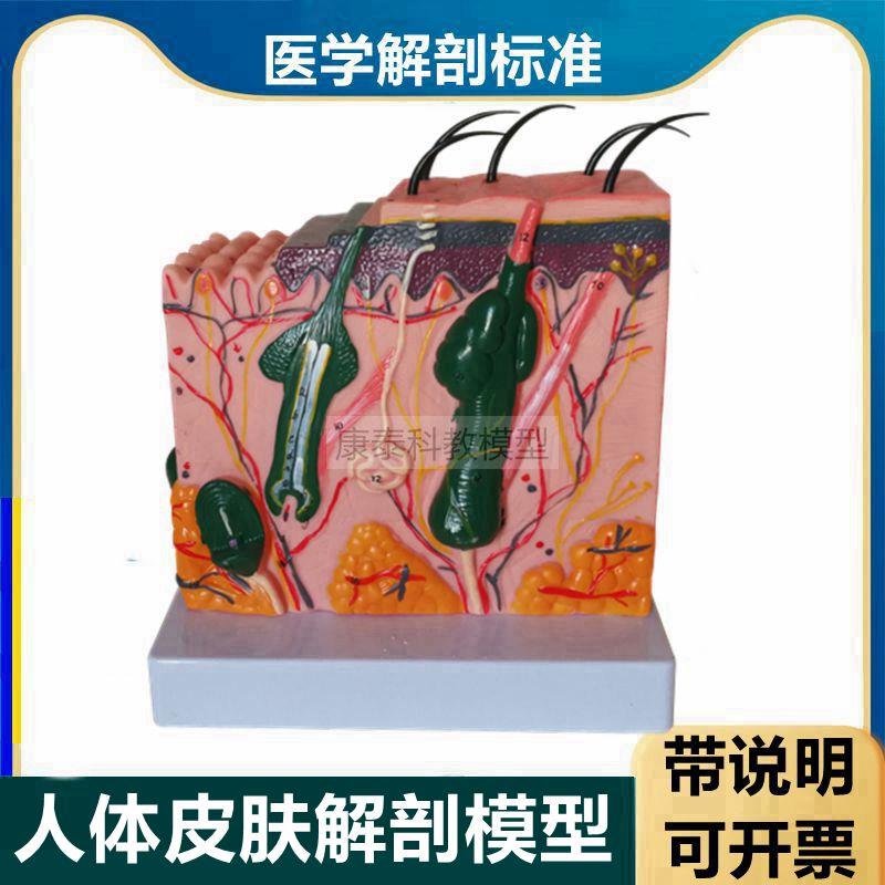 人体皮肤模型带标识说明皮肤层次结构毛囊K皮下组织美容微整形医