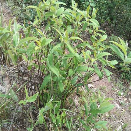 中药材白牛胆羊耳菊白芷山白芷山白芷山白芷鲜货全草