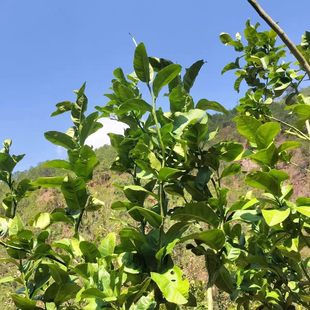 新鲜川滇香橼树叶药食用树叶子非果实中药材鲜货叶子泡水绿茶