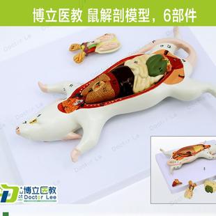 益智玩具动物解剖生物教 教学仿真老鼠标j本老鼠解剖模型老鼠拼装