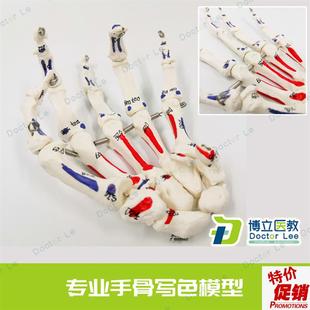人体手关节模型手骨尺骨桡骨模型人体骨骼手足外U科骨科教学模型