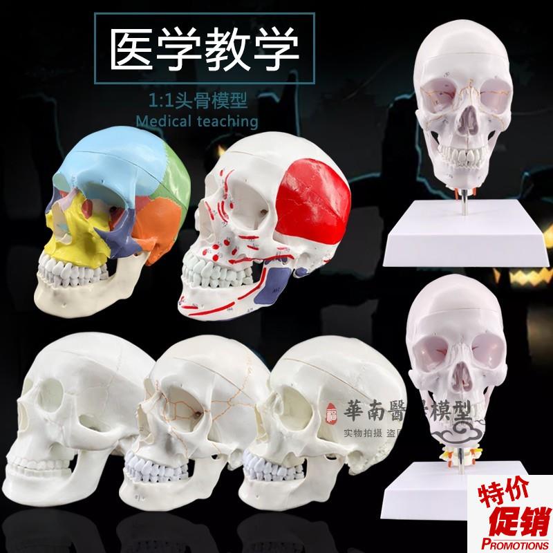 1:1树脂骷髅头绘画人头骨艺用人体E肌肉骨骼解剖头骨模型美术现货