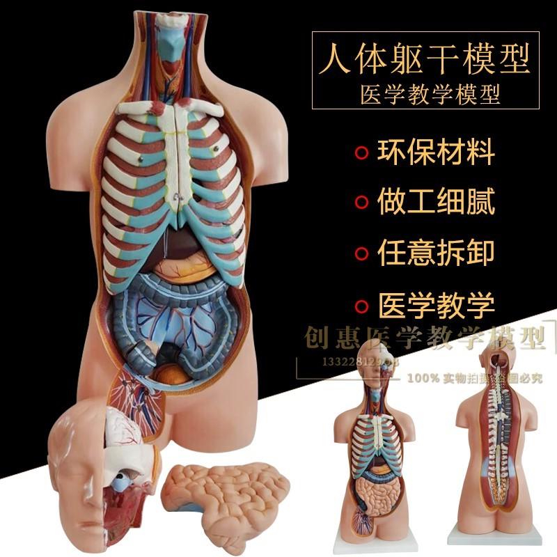 85CM豪华型无性躯干模型人体身体内脏G器官分布结构解剖模型20部
