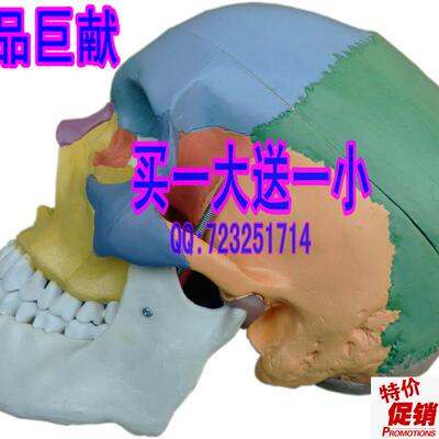 买一赠一高仿真头骨模型头骨分区模型L彩色头骨模型颅底模型