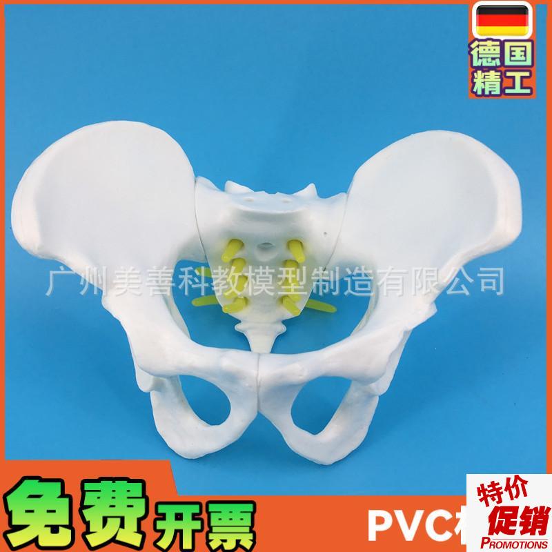 小型女性骨盆妇科检n查模型骨盆标本骨盆演示模型女性盆骨模型