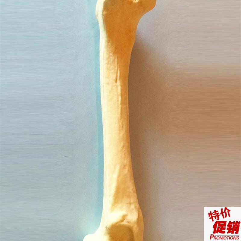 狗股骨手术练习仿真骨模型骨y科医用仿真骨动物骨骼犬科宠物直销
