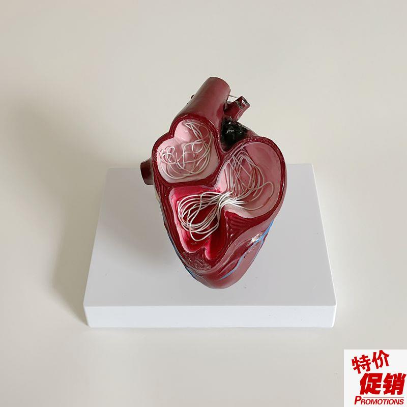 康泰模型犬心脏丝虫病宠物医药促销兽医教L学动物医生内脏标本促