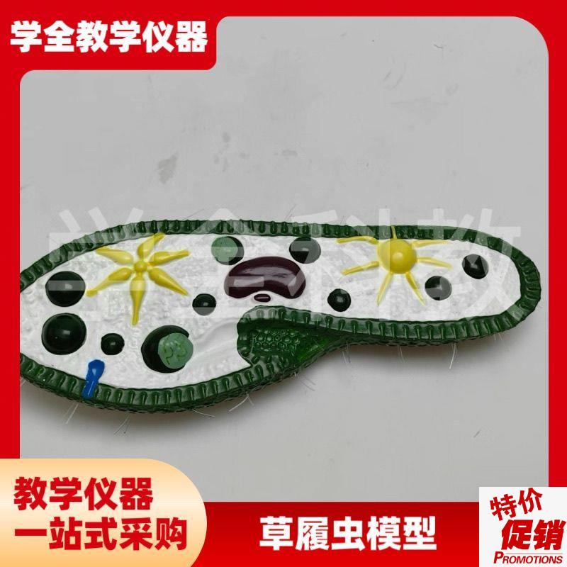 草履虫模a型初高中学生物教学演示实验器材模型教具草履虫解剖模