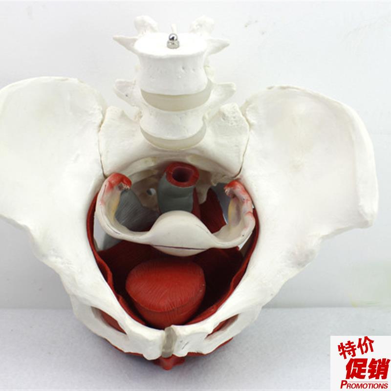 ENOVOe颐诺女性骨盆盆底肌群模型生殖器官韧带女盆腔附件结构膀