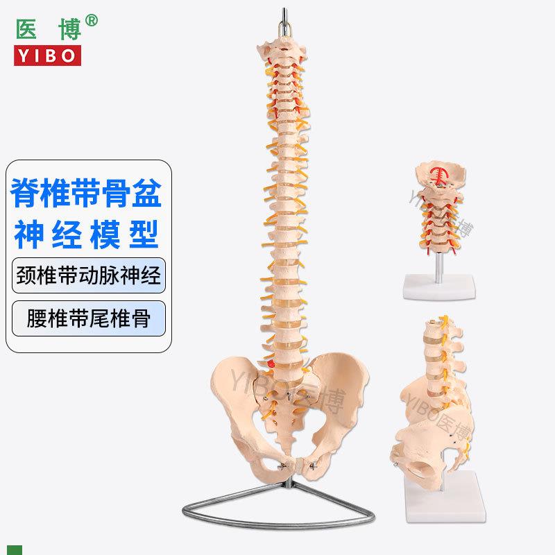 医博人体脊椎模型成人1:1腰椎颈椎带w骨盆模型人体骨骼骨架模型成