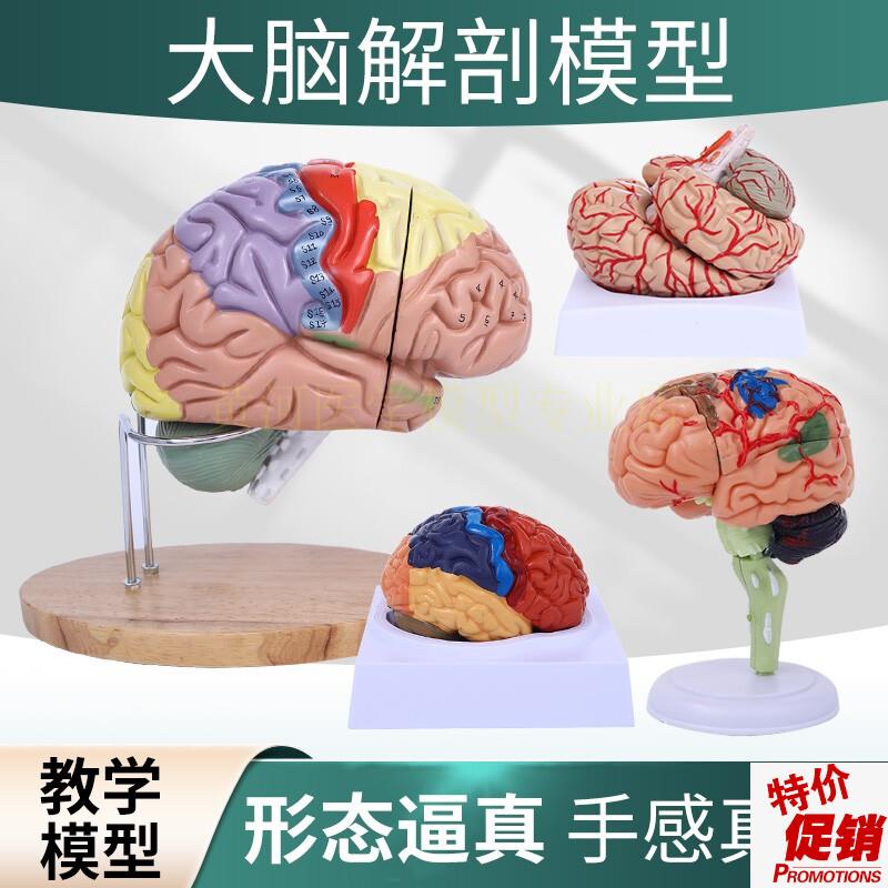 大脑解剖模型人体脑动脉构造脑神经脑模具Q医学脑功能区域色分