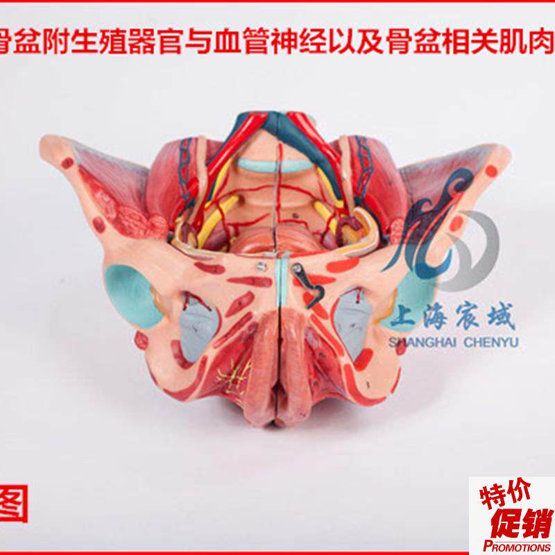 逼真准确女性骨盆附生殖器官与A血管神经以及骨盆相关肌肉附着点