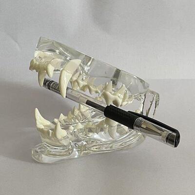 狗牙齿模型c口腔上下颌骨透明水晶动物医院展示宠物医生示教艺术