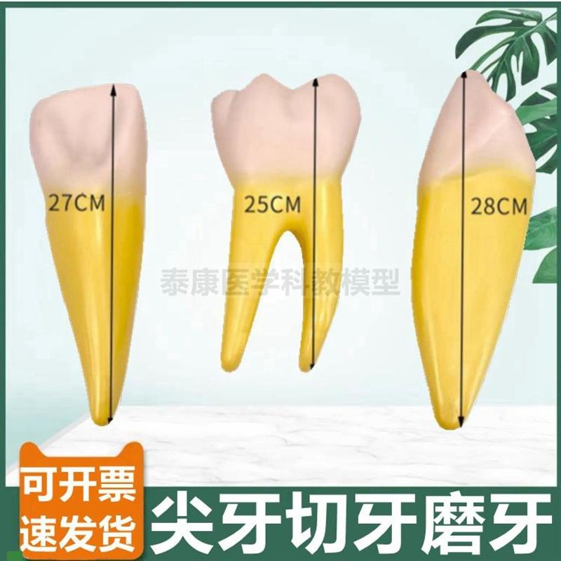 人体牙齿模型切牙尖牙磨牙臼齿可拆卸口腔牙医考T试牙科诊所摆设