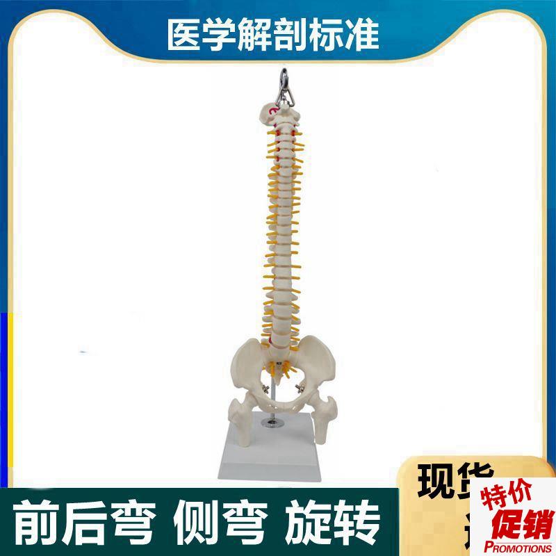 可弯曲的脊d椎模型前后弯侧弯随意旋转软脊柱生理瑜伽康复功能练