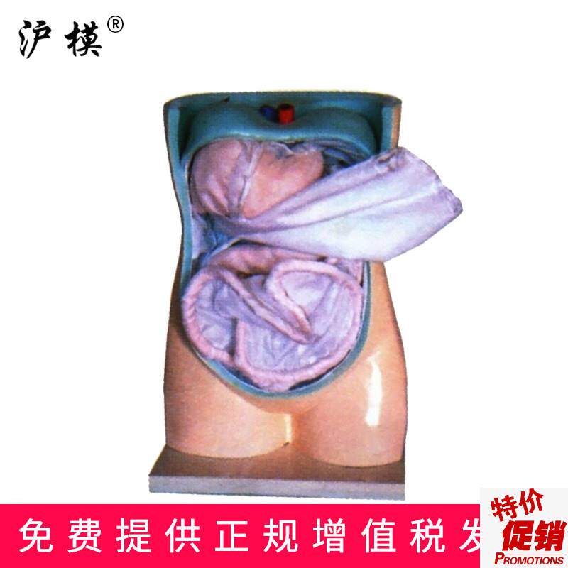 沪模HM/1094腹膜w与内脏模型人体解剖教学直观教具