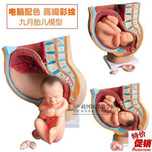 女性矢状a解剖模型(部件)骨盆妊娠九个月胎儿模型分娩直观