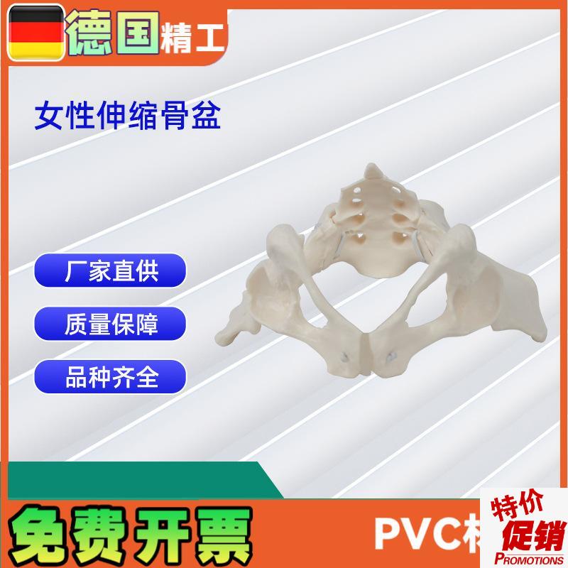 女性伸缩b骨盆人体骨盆模型医学骨骼教学模型
