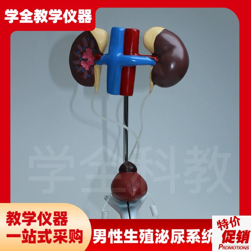 输尿管结构初中生物前列腺教学仪器男性I泌尿生殖系统模型品质模