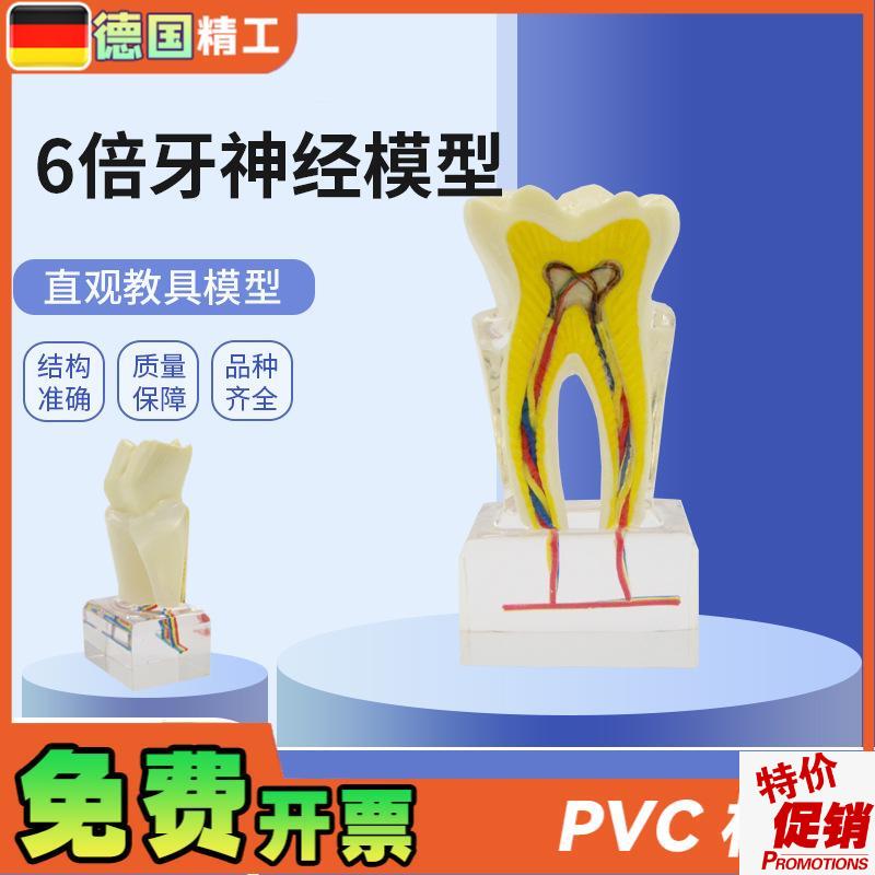 德国】PNT-OR12口腔教学模型牙科6倍牙神经模S型牙齿构造展示放大
