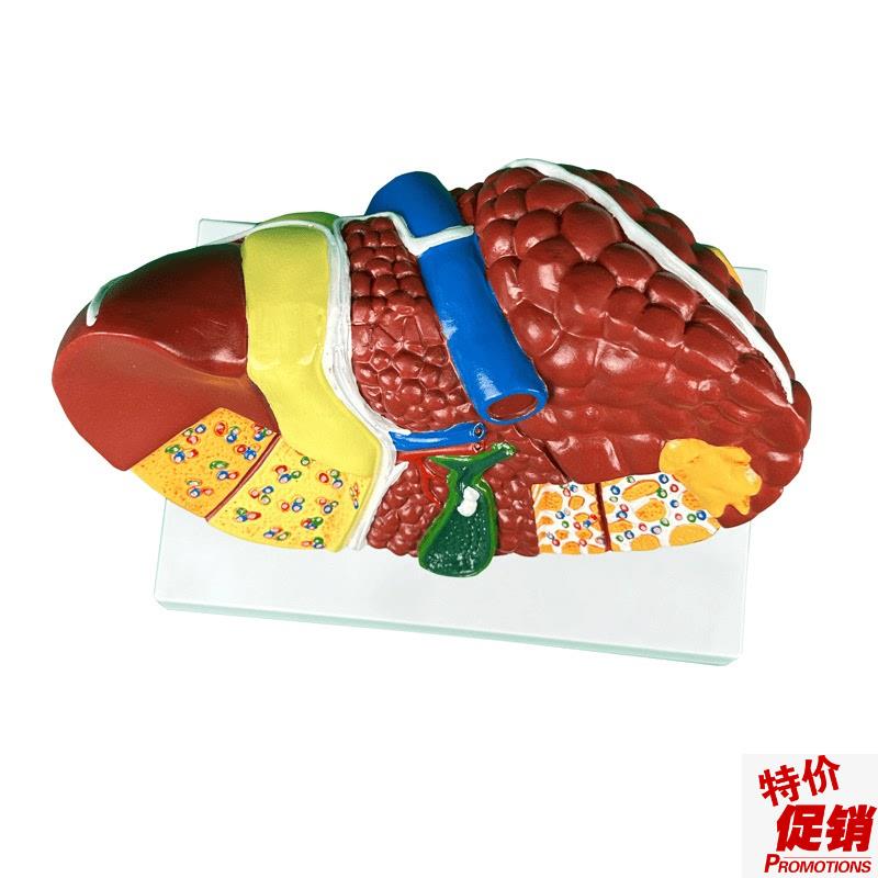 人体肝脏解剖模型肝脏结构模型仿真肝胆胰脾S肾心脏血管内科学