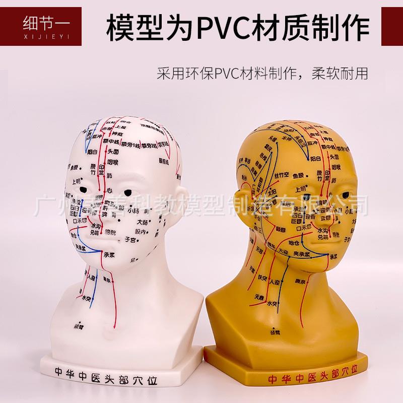 头部针灸穴位模型人体o头部针灸模型20CM小型头部四功能针灸模型