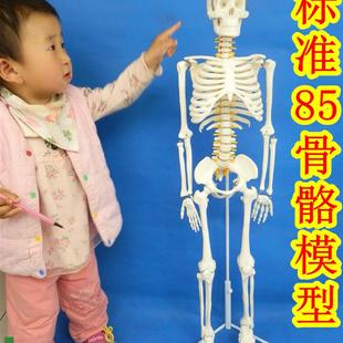 85CM人体骨骼模型85公分骨骼脊柱模型骨骼标本 送解析图P新款