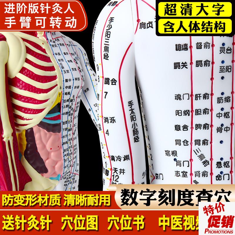 政河半骨骼肌肉器官针灸穴位人体模型人十M二经络扎针小铜人全身