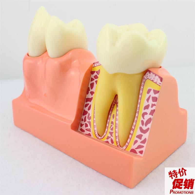ENOVO颐诺牙体分解模型牙齿解剖模型口腔科教学牙体解.剖形态模型