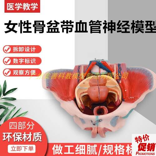 女性骨盆附盆底肌和神经血管带腰椎盆骨生殖T器解剖骨盆模型
