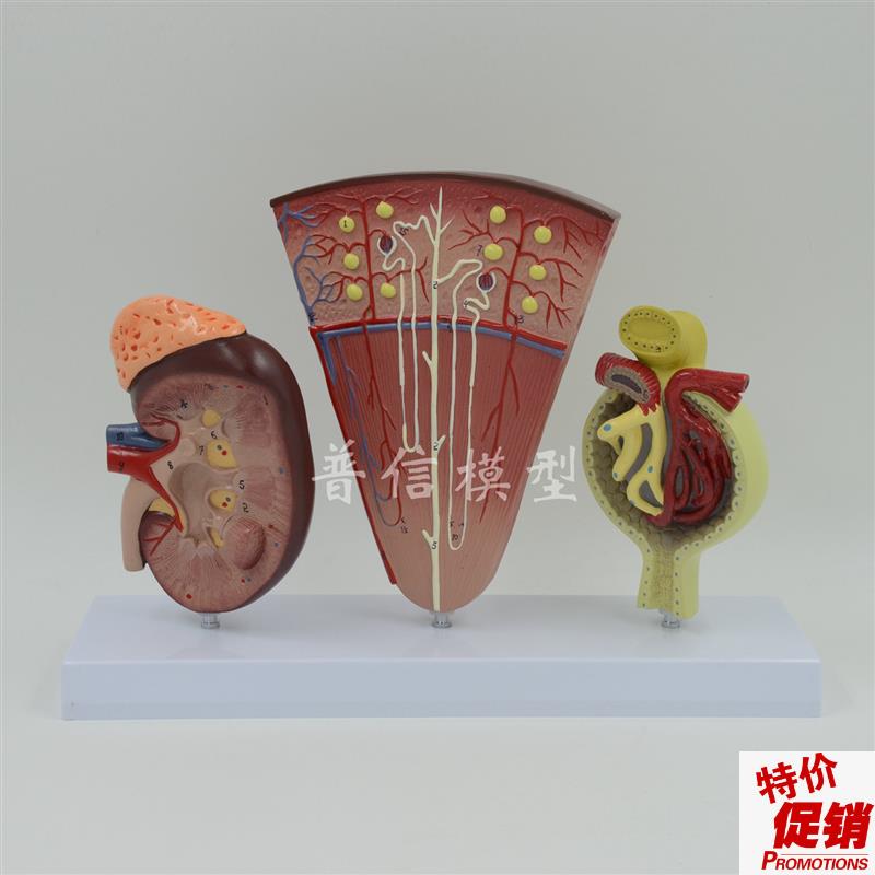 普信医用肾单位肾m小球放大肾脏解剖人体肾模型泌尿系统内分泌