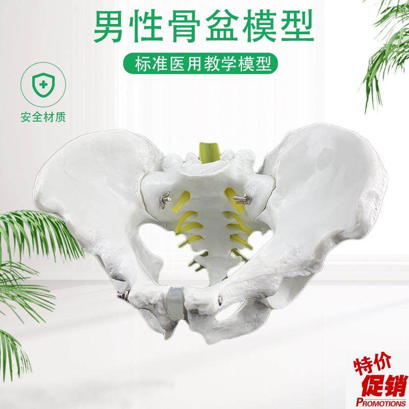 人体自然大骨盆模型1:1自然大盆骨模型K骨盆男性骨盆模型骨骼模型,玩具/童车/益智/积木/模型,其他模型玩具,淘宝优惠券,粉丝福利购,淘宝优惠卷