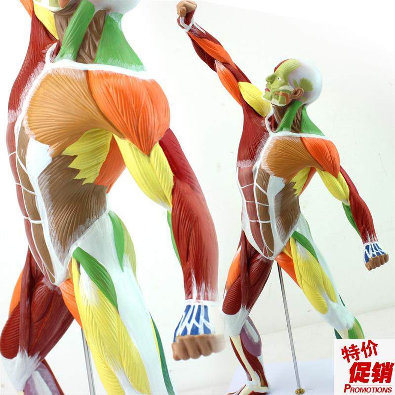 ENOVO颐诺医学美术人体全x身肌肉模型运动肌肉解剖系统健身教学人,文具电教/文化用品/商务用品,教学标本/模型,淘宝优惠券,粉丝福利购,淘宝优惠卷