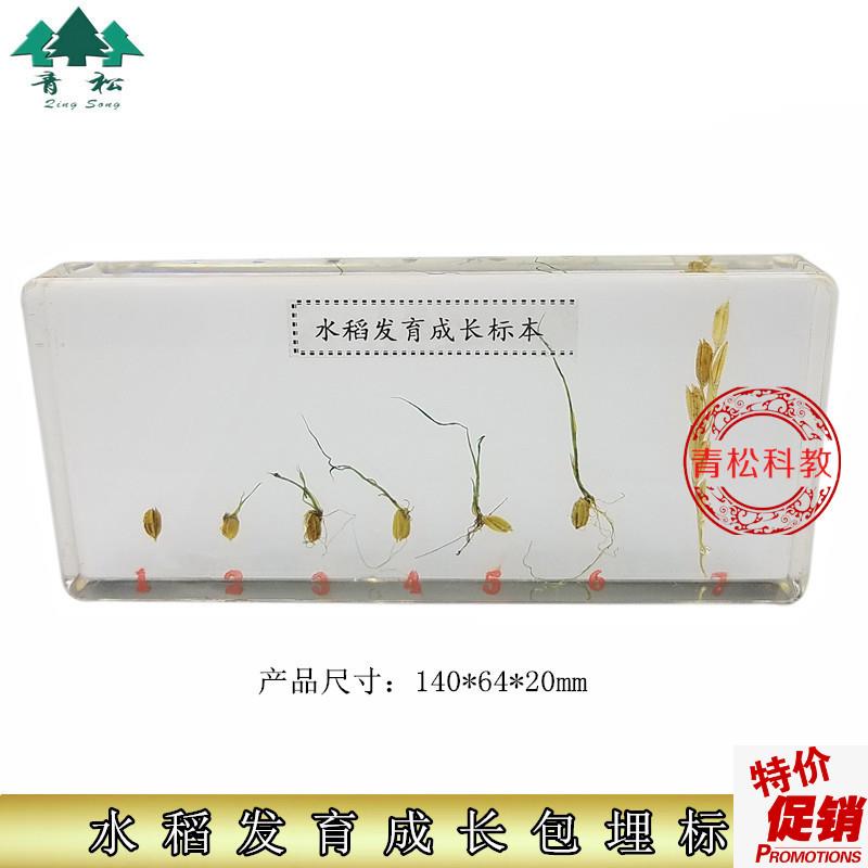 教学人工琥珀中小学教材本认知玩具E生物教学包埋水稻发育生长标