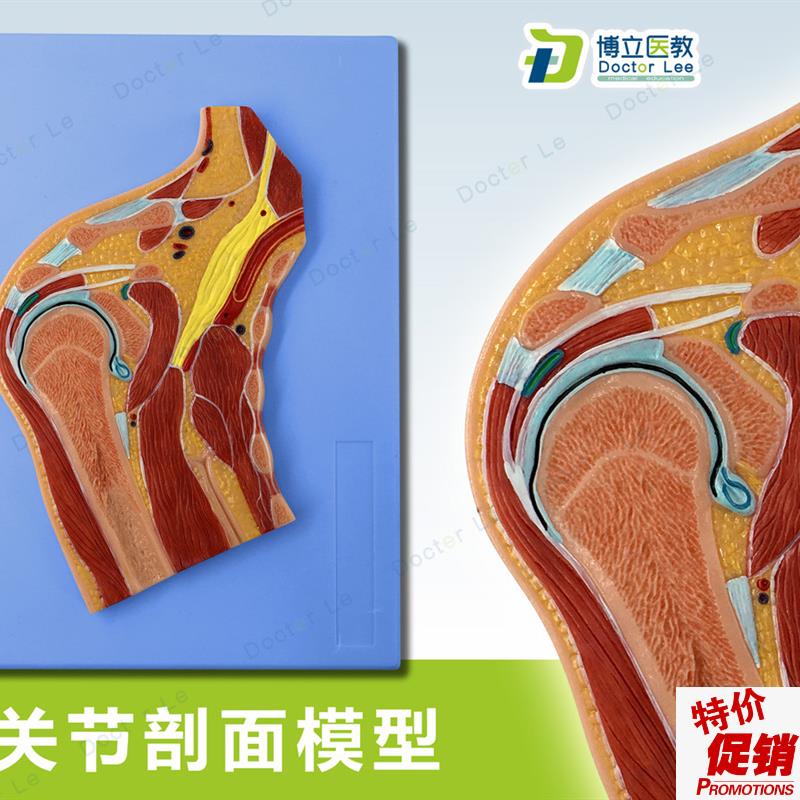 人体断层扫描肩关节切面浮雕肩B关节断层解剖学模型ct运动解剖