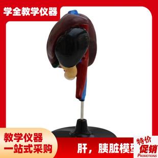 肝十二指肠 胰脏模型初高中生物仿I真教学教具消化系统模型