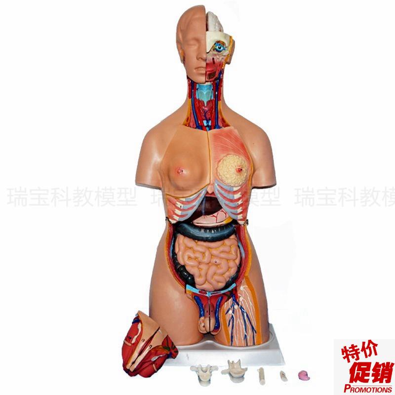 人体躯干模型85厘米p高双性别背部解剖内脏拆卸32件带皮肤颅脑胸