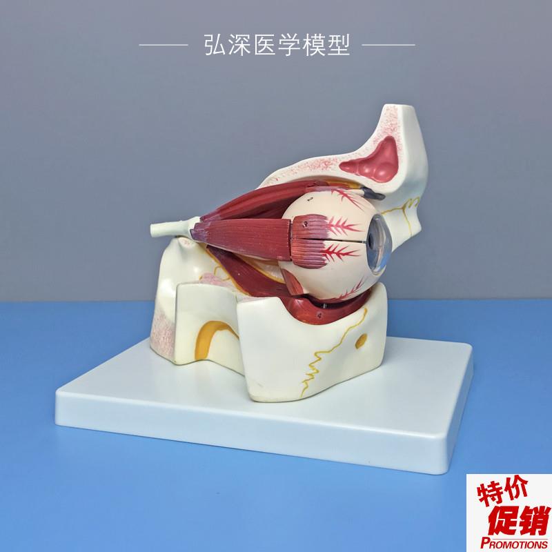 眼球与眼眶d放大模型眼外肌肉眼睛解剖眼部视神经结构3倍放大可拆