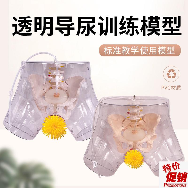 高级透明女c性导尿模型导尿术技能操作训练模型插尿管医学用模型