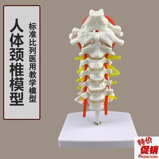 颈椎带颈动脉后枕骨椎间盘与神经模型教学Q关节模型骨骼模型